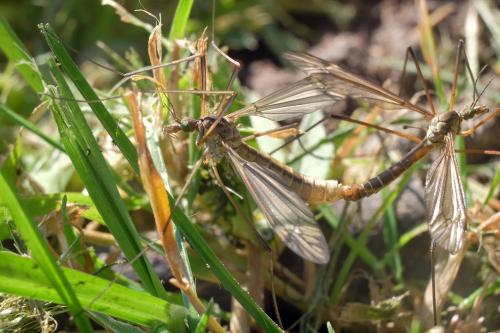 Tipula vernalis